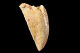 Serrated, Raptor Tooth - Real Dinosaur Tooth #89264-1